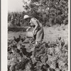 Mrs. Maxwell feeding chickens. Jasper County, Iowa