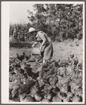 Mrs. Maxwell feeding chickens. Jasper County, Iowa