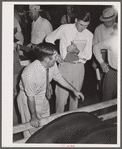 Hog auction. Central Iowa Fair, Marshalltown, Iowa