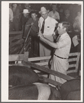Hog auction. Central Iowa Fair, Marshalltown, Iowa