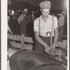 Hogs are carefully brushed before exhibiting. Central Iowa Fair, Marshalltown, Iowa