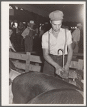 Hogs are carefully brushed before exhibiting. Central Iowa Fair, Marshalltown, Iowa