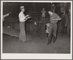 County agent checks off a winner of the calf-scramble. Central Iowa Fair, Marshalltown, Iowa