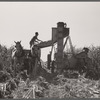 Loading wagon with hybrid seed corn. Robinson farm, Marshall County, Iowa