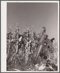 Mechanical corn picker harvesting hybrid seed corn. Robinson farm, Marshall County, Iowa