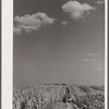 Mechanical corn-picker harvesting hybrid seed corn. Robinson farm, Marshall County, Iowa