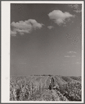 Mechanical corn-picker harvesting hybrid seed corn. Robinson farm, Marshall County, Iowa