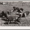 Poland China hogs at Passmore farm. Polk County, Iowa