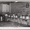 Sorting bin in hybrid seed corn plant. Reinbeck, Iowa. These ears are carefully inspected, and damaged ones are discarded