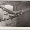 Filling a boxcar with shelled corn from elevator. Grundy Center, Iowa. Farmers' cooperative elevator