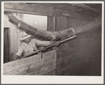 Filling a boxcar with shelled corn from elevator. Grundy Center, Iowa. Farmers' cooperative elevator