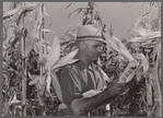 Luther Passmore, farmer, with hybrid corn. Polk County, Iowa