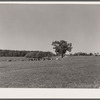 Dairy herd. Worth County, Iowa