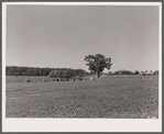 Dairy herd. Worth County, Iowa