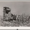 Mechanical corn picker. Robinson farm, Marshall County, Iowa