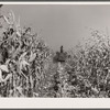 Mechanical corn picker. Robinson farm, Marshall County, Iowa