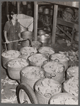 Baskets of sorted hybrid seed corn. Reinbeck, Iowa