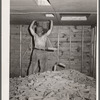 Hot air is blown through the piles of sorted hybrid seed corn in order to dry the kernels for shelling. Reinbeck, Iowa