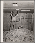 Hot air is blown through the piles of sorted hybrid seed corn in order to dry the kernels for shelling. Reinbeck, Iowa