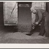 Unloading shelled corn at elevator. Grundy Center, Iowa. Farmers' cooperative elevator