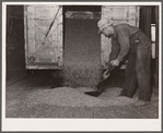 Unloading shelled corn at elevator. Grundy Center, Iowa. Farmers' cooperative elevator