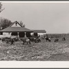 Poland China hogs on Luther Passmore farm. Polk County, Iowa