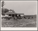 Poland China hogs on Luther Passmore farm. Polk County, Iowa