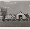 Feeder cattle on Plager farm. Grundy County, Iowa