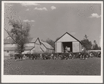 Feeder cattle on Plager farm. Grundy County, Iowa