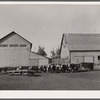 Feeder cattle on Wilber Plager's farm. Grundy County, Iowa