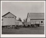 Feeder cattle on Wilber Plager's farm. Grundy County, Iowa