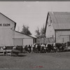 Feeder cattle on Wilber Plager's farm. Grundy County, Iowa