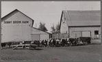 Feeder cattle on Wilber Plager's farm. Grundy County, Iowa