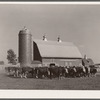 Feeder cattle. Fred Coulter farm, Grundy County, Iowa