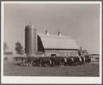 Feeder cattle. Fred Coulter farm, Grundy County, Iowa