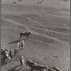 Hereford cattle. Grundy County, Iowa. Fred Coulter farm