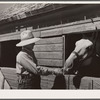 Andy Bahain, FSA (Farm Security Administration) borrower, feeds horses on his farm near Kersey, Colorado