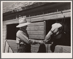 Andy Bahain, FSA (Farm Security Administration) borrower, feeds horses on his farm near Kersey, Colorado