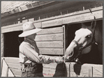 Andy Bahain, FSA (Farm Security Administration) borrower, feeds horses on his farm near Kersey, Colorado