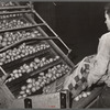 Potatoes from the fields are dumped into washing and grading machine. Monte Vista, Colorado