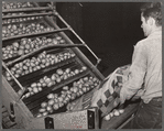 Potatoes from the fields are dumped into washing and grading machine. Monte Vista, Colorado