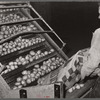 Potatoes from the fields are dumped into washing and grading machine. Monte Vista, Colorado