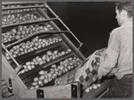 Potatoes from the fields are dumped into washing and grading machine. Monte Vista, Colorado