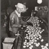 Inspecting washed potatoes. Monte Vista, Colorado
