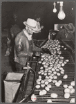 Inspecting washed potatoes. Monte Vista, Colorado
