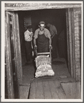 Loading freight car with potatoes. Monte Vista, Colorado