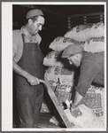 Potatoes are loaded into freight cars for shipment. Monte Vista, Colorado