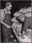 Potatoes are loaded into freight cars for shipment. Monte Vista, Colorado