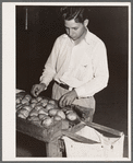 Department of Agriculture inspector grading potatoes. Monte Vista, Colorado