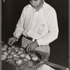 Department of Agriculture inspector grading potatoes. Monte Vista, Colorado